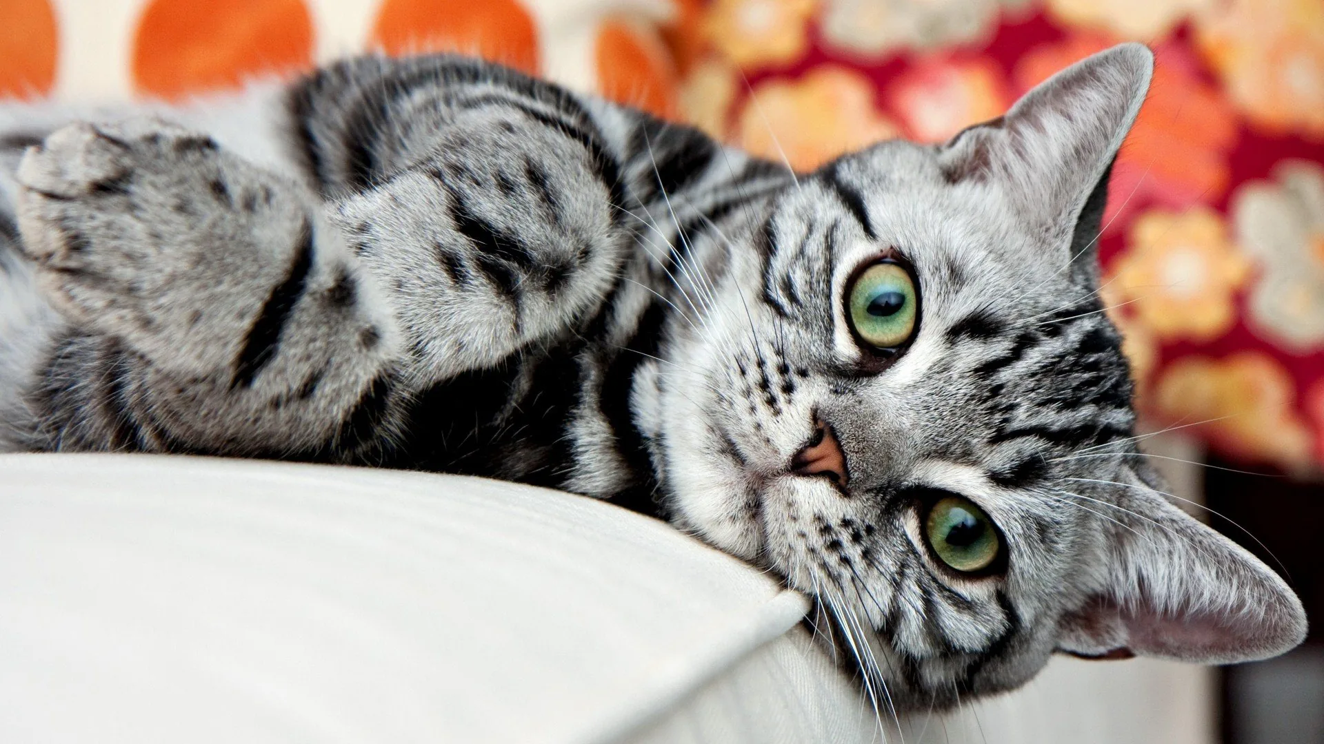Cat Breed 天梯榜