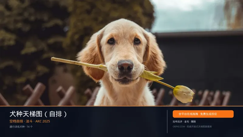 犬种天梯图（自排）